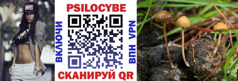 Псилоцибиновые грибы Psilocybe  Купить  Мглин 